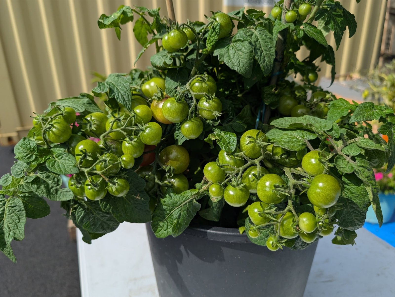 Tomato plant bearing green fruit, supported by stakes in a black pot in the trial growing area.
